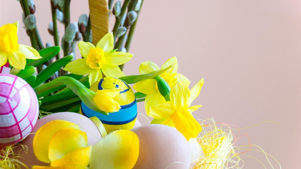 Nahaufnahme Fotografie Der Gelben Narzissenblumen